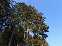 ヒノキ３ (2).jpg